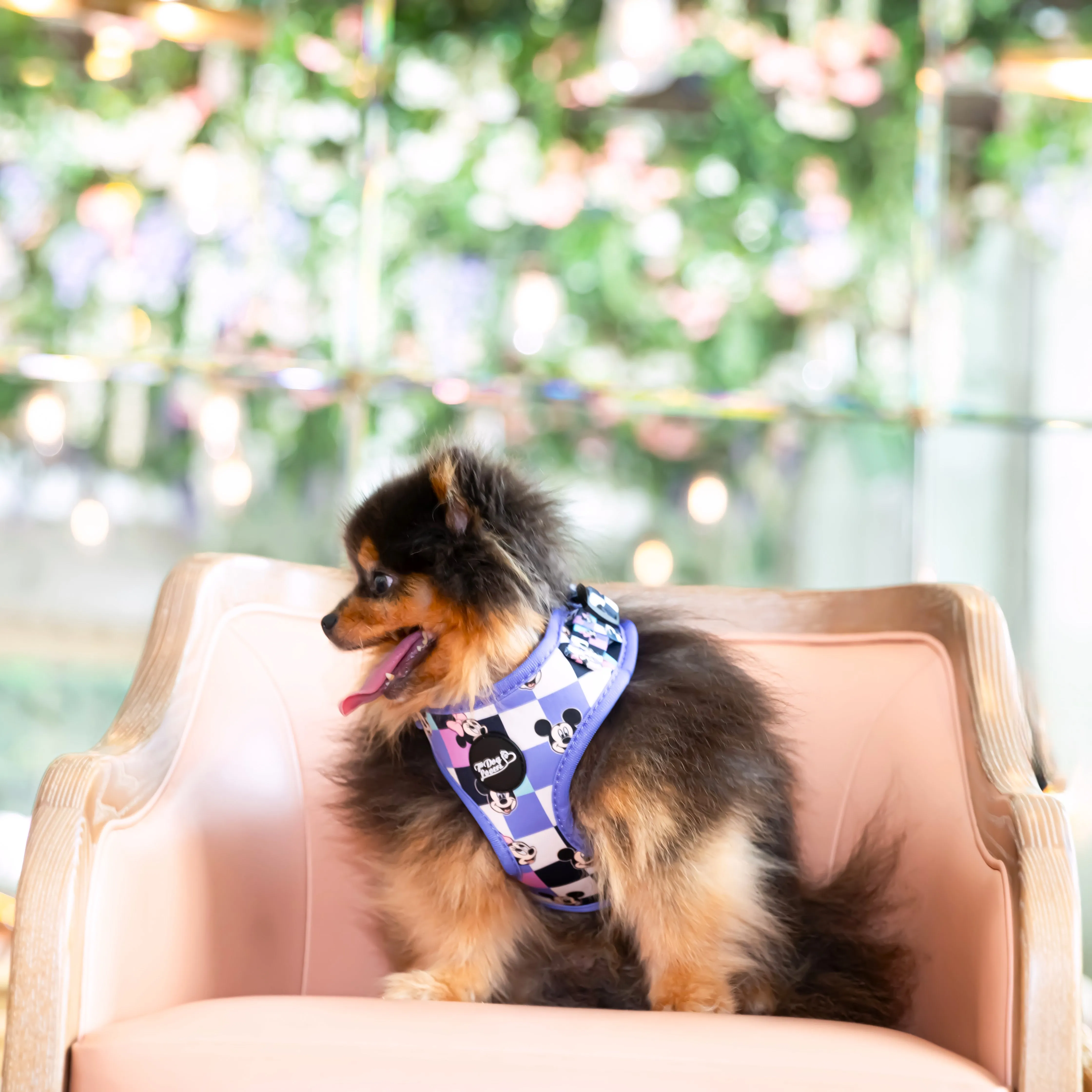 Adjustable Dog Harness A Little Bit of Magic