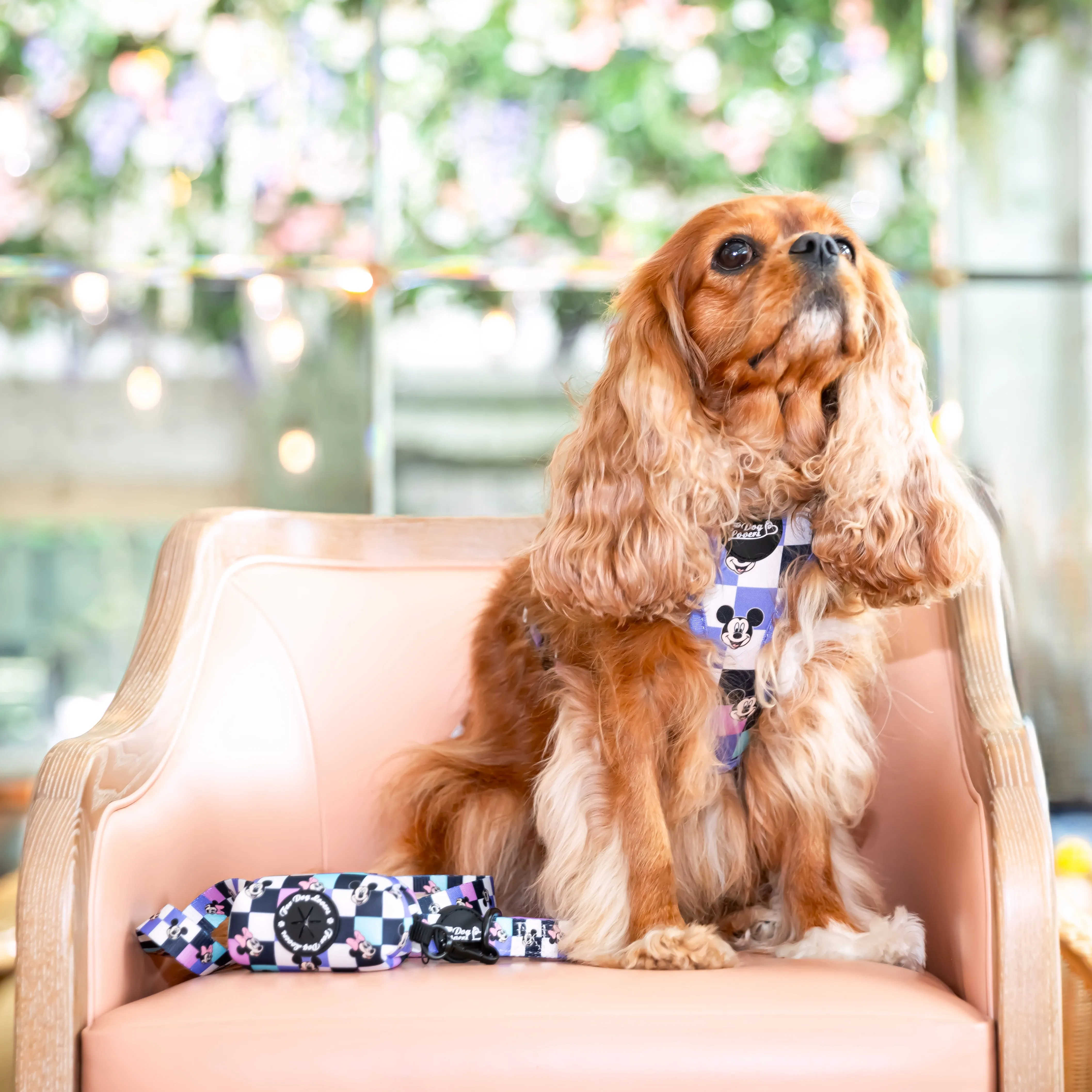 Adjustable Dog Harness A Little Bit of Magic