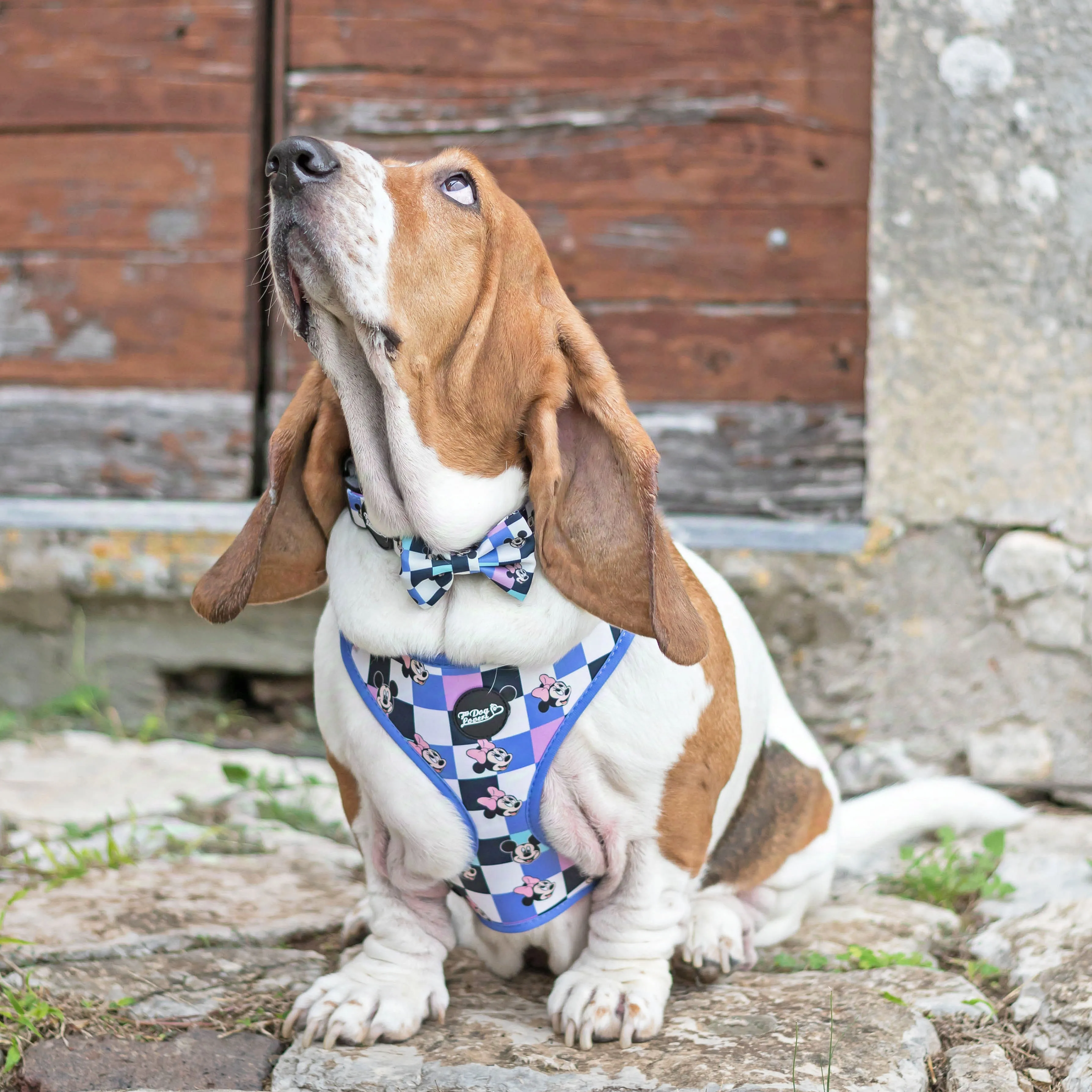 Adjustable Dog Harness A Little Bit of Magic