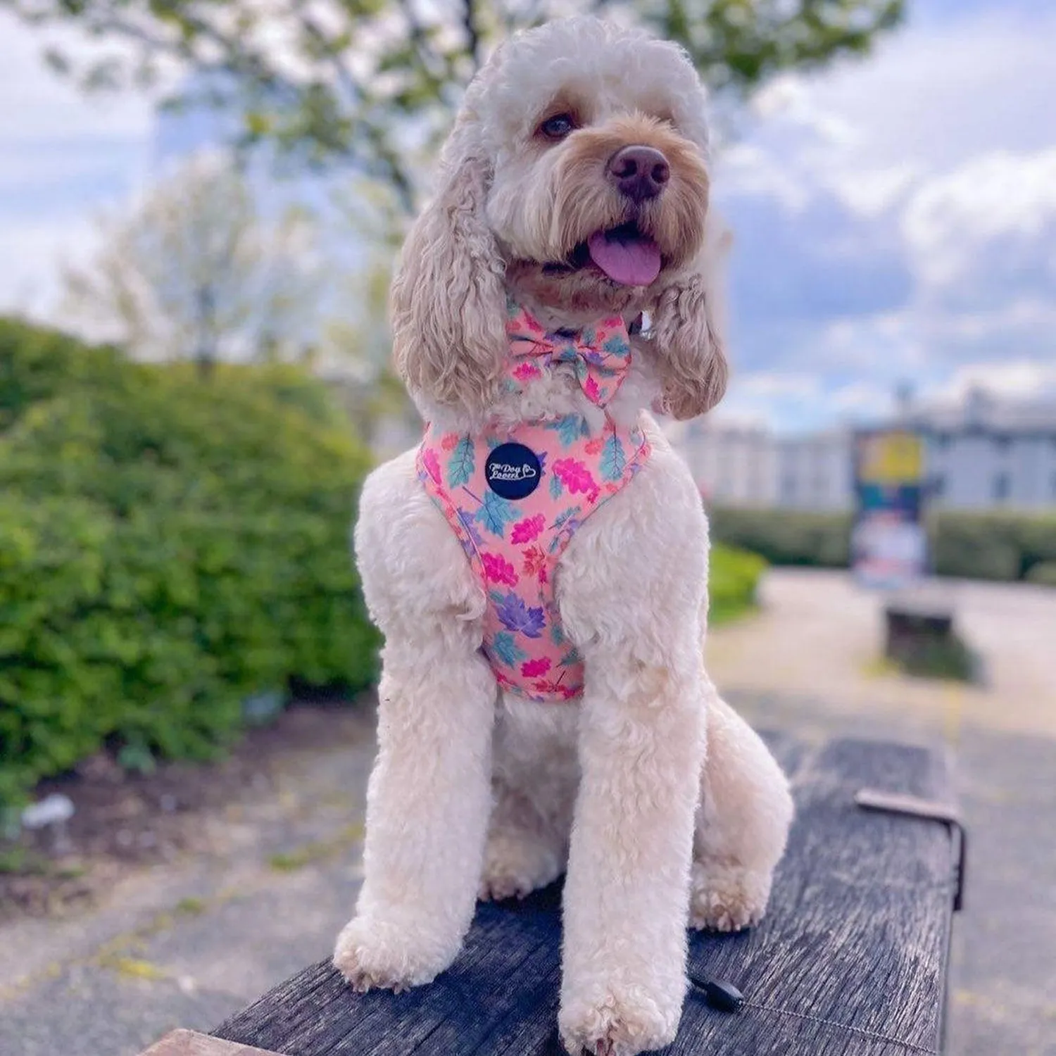 Adjustable Dog Harness Fall In Love