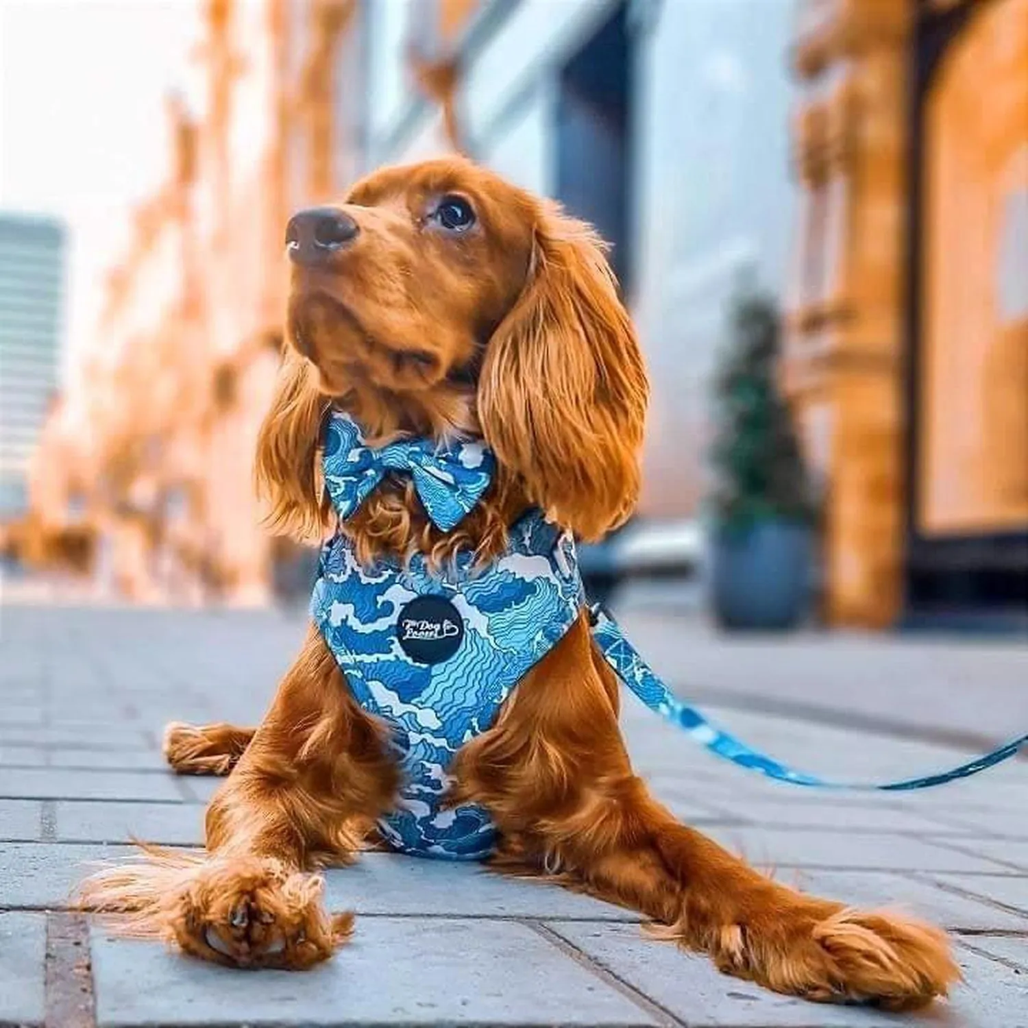 Adjustable Dog Harness - Ocean Adventures