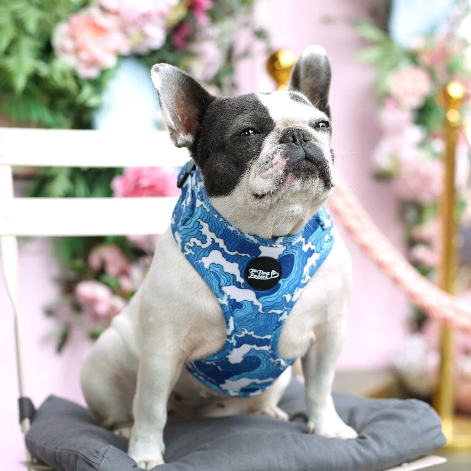 Adjustable Dog Harness - Ocean Adventures