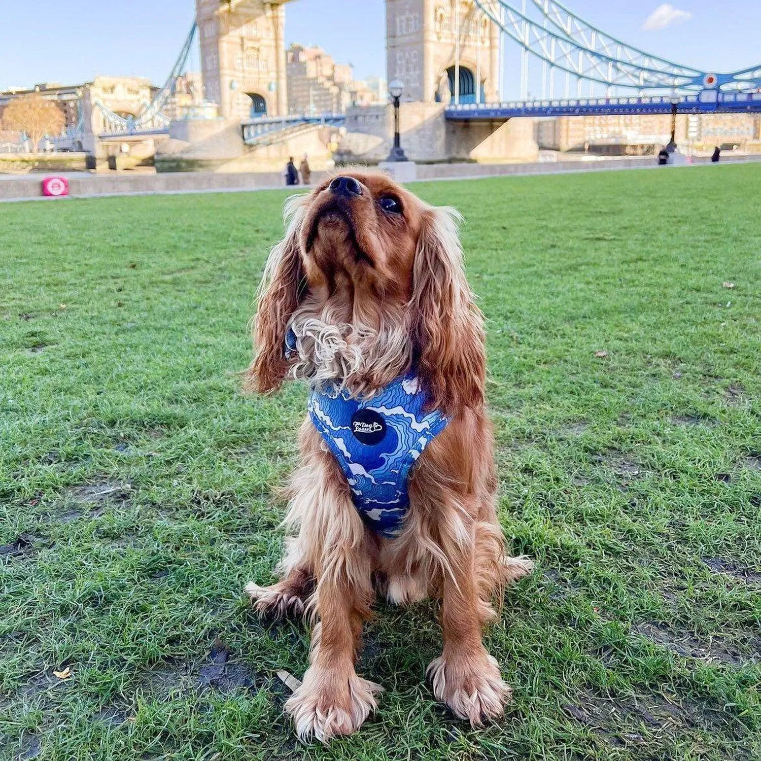 Adjustable Dog Harness - Ocean Adventures