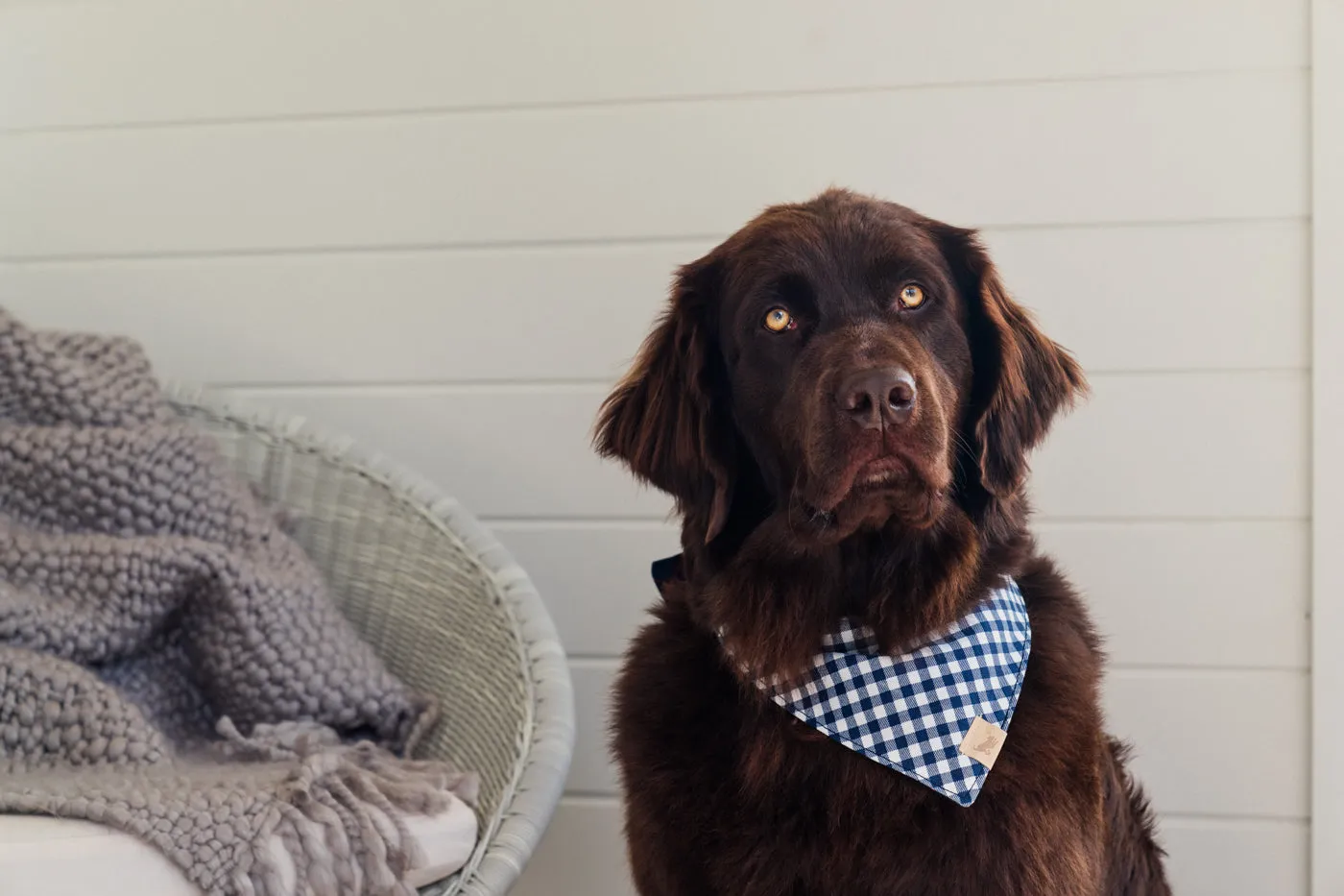 Doggy Duo Bandana - The Trendsetter