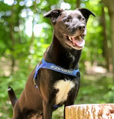 Ezydog QuickFit Sport Harness