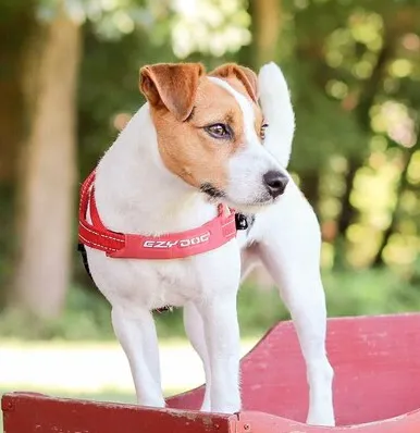 Ezydog QuickFit Sport Harness