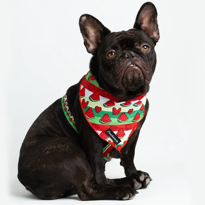 Frenchiestore Adjustable Pet Health Strap Harness | Watermelon