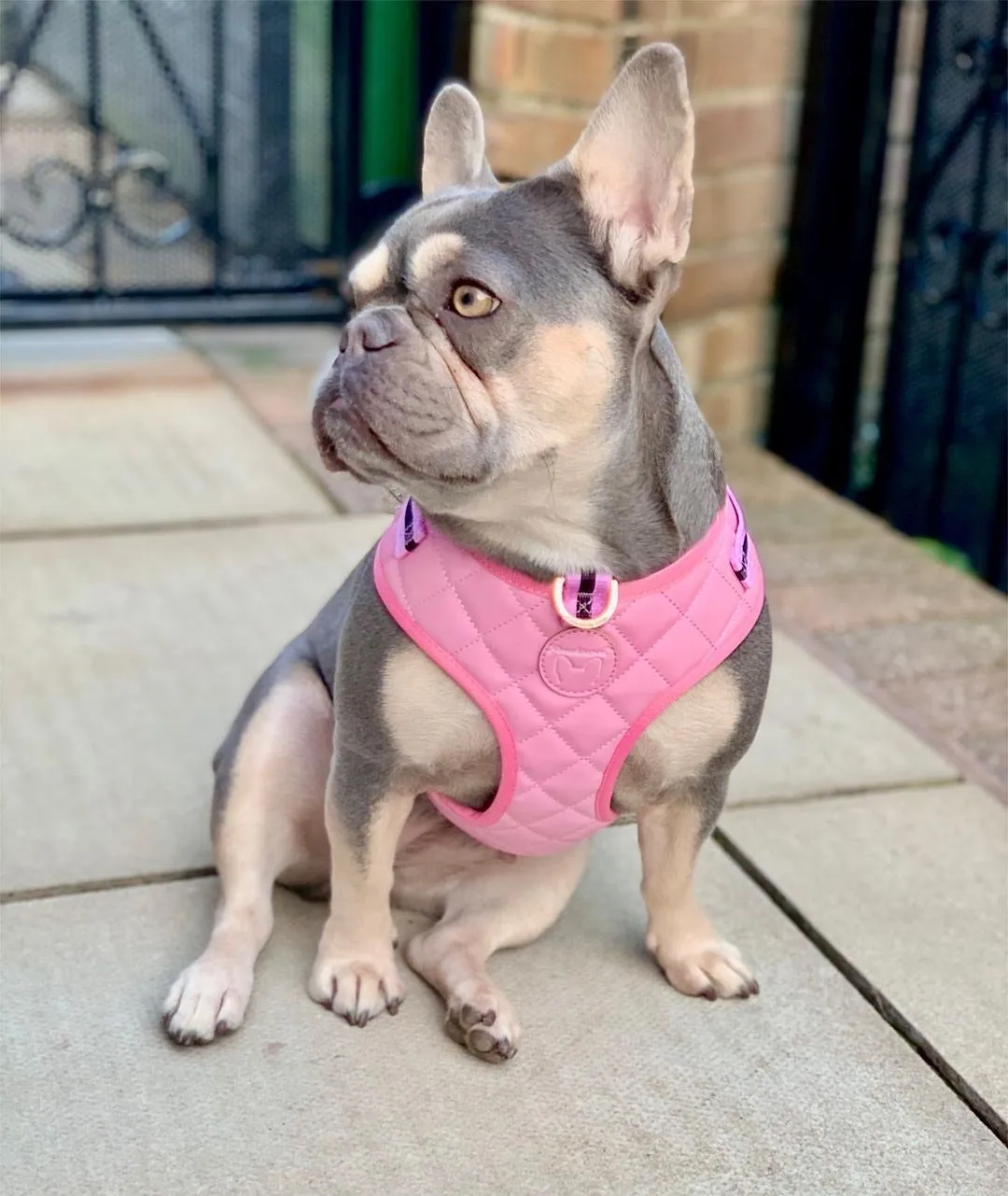 Frenchiestore Neck Adjustable Vegan Leather Health Harness | Pink Varsity