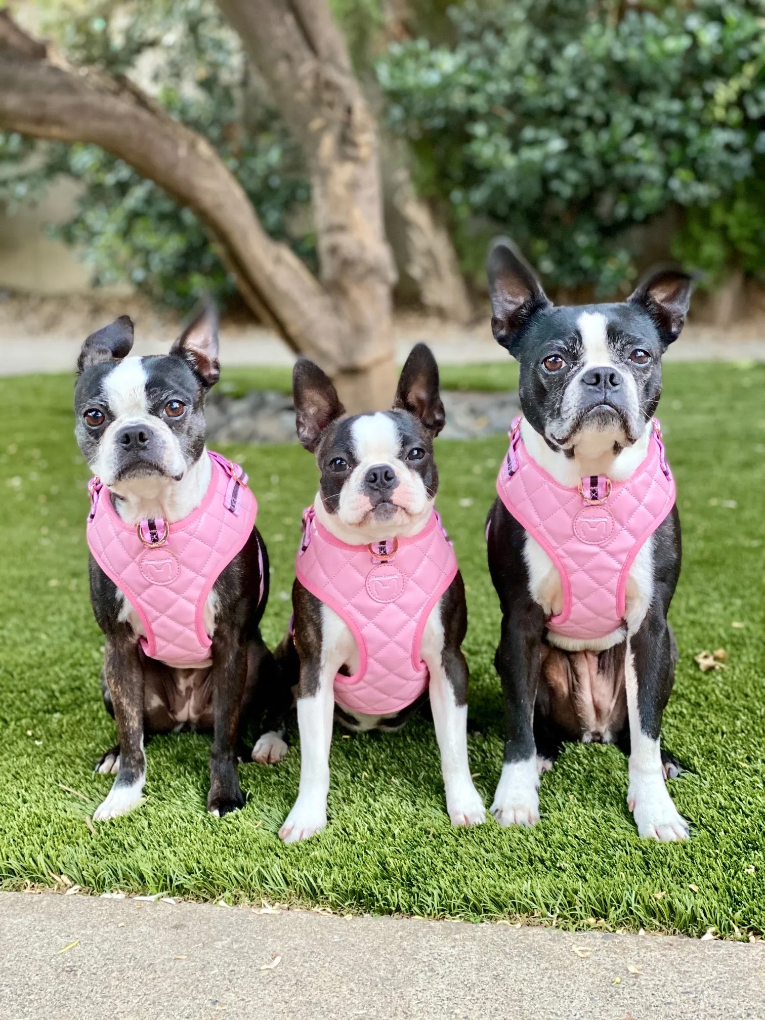 Frenchiestore Neck Adjustable Vegan Leather Health Harness | Pink Varsity