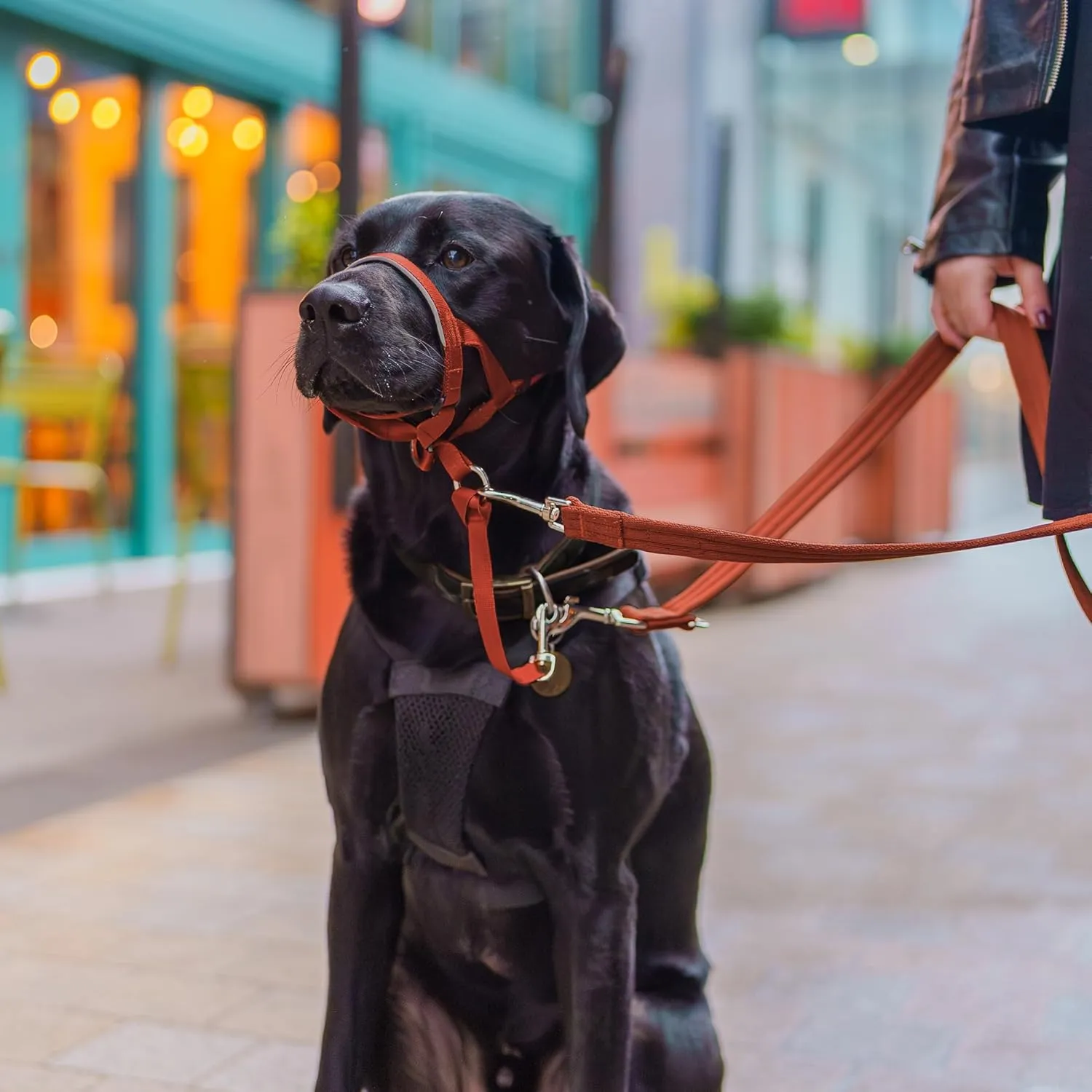 HALTI Headcollar - to Stop Your Dog Pulling on The Leash. Adjustable, Reflective and Lightweight, with Padded Nose Band. Dog Training Anti-Pull Collar for Medium Dogs (Size 2, Burnt Orange)
