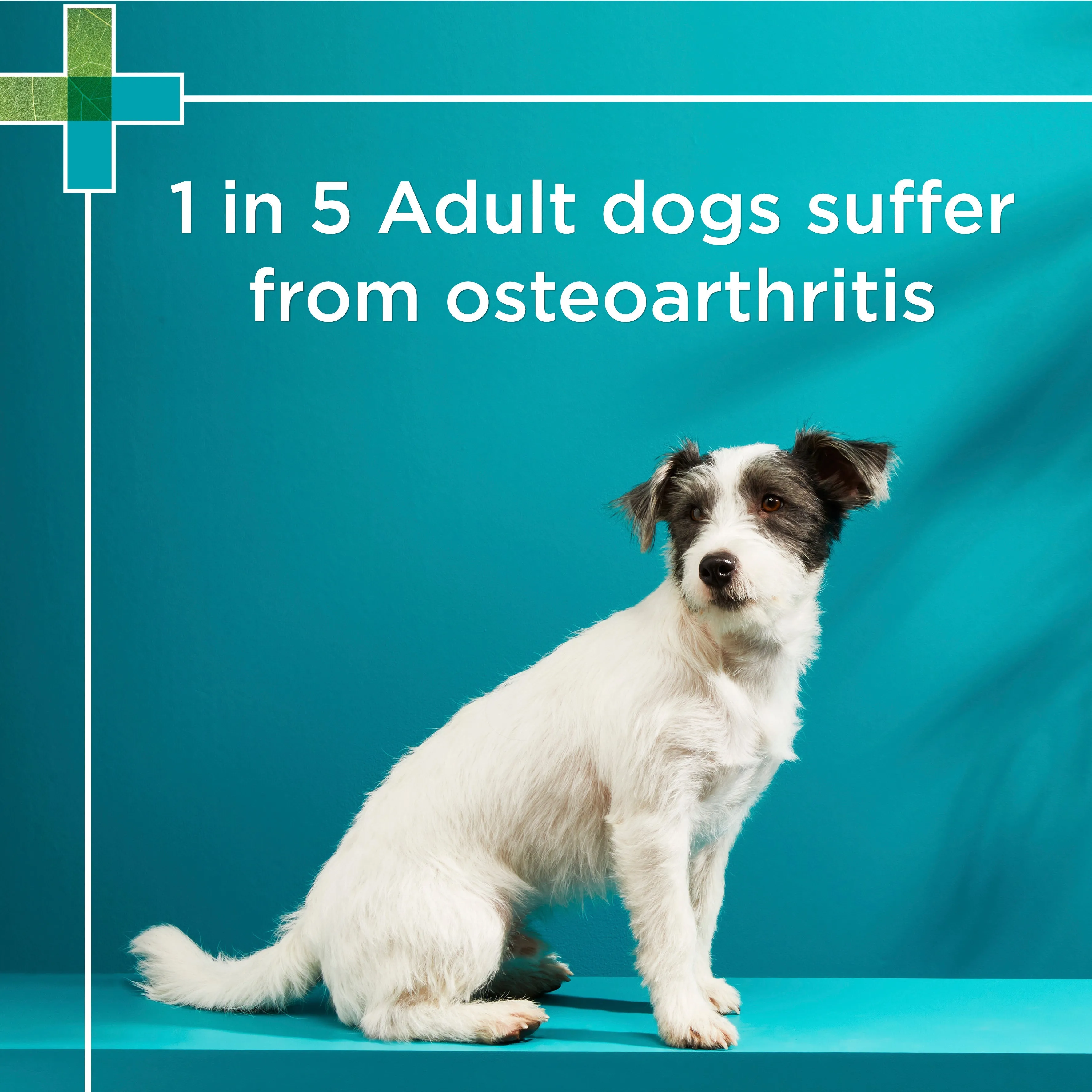 PAW Osteocare Chews Small Dogs