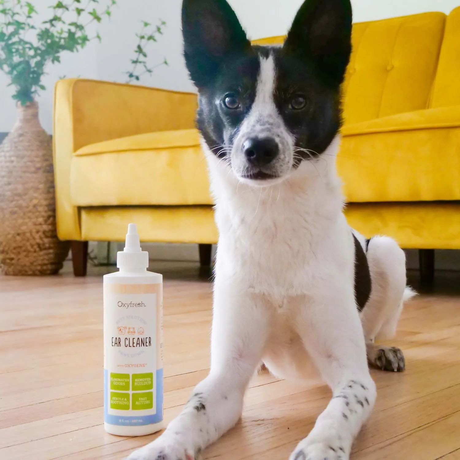 Pet Ear Cleaner Yeast-Fighting Ear Wash