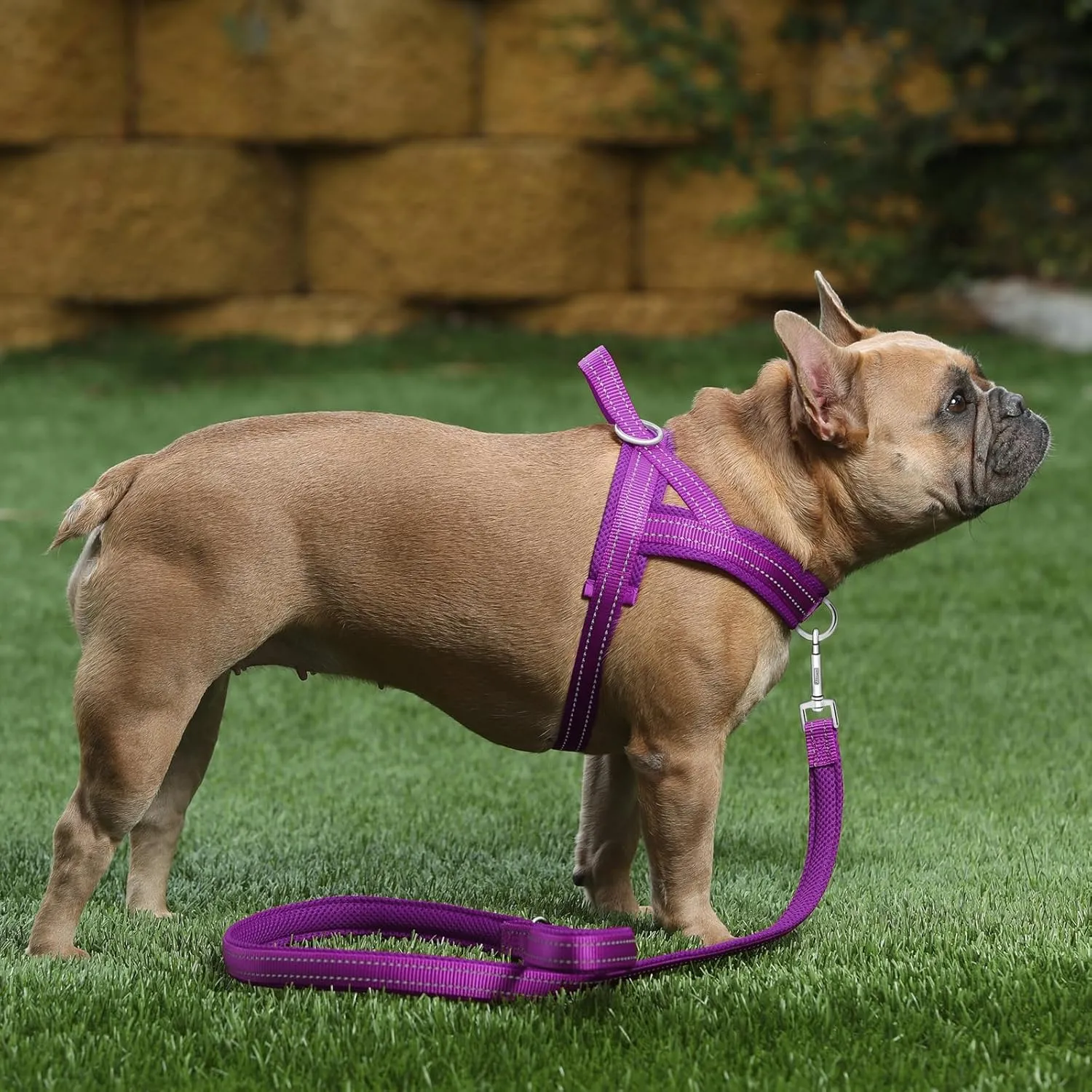 Plutus Pet No Pull Dog Harness with Breathable Mesh Padded, Adjustable Reflective Escape Proof Dog Harness, Quick Fit Dog Vest Harness for Small Medium Large Dogs(M, Purple)