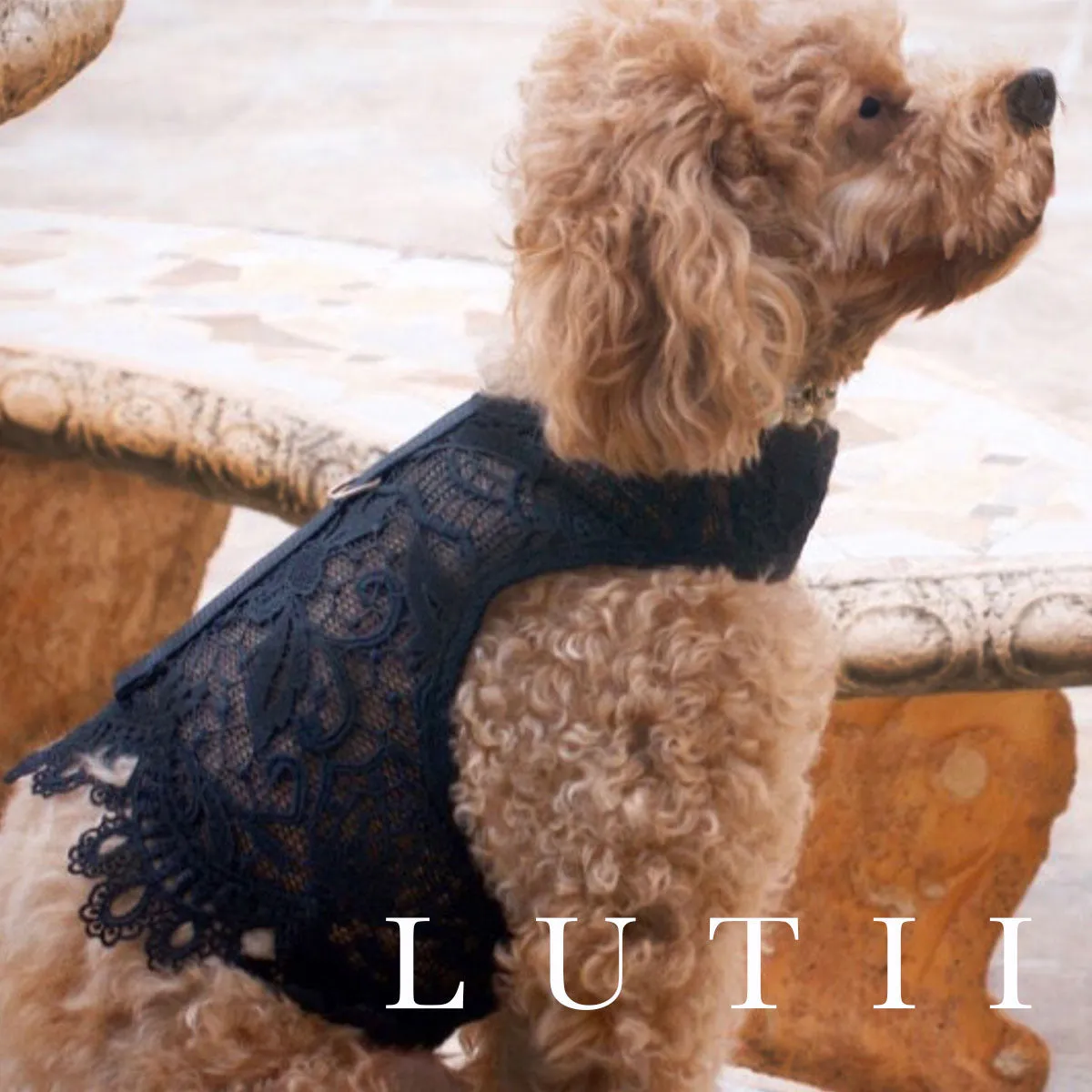 "Black Beauty"-handmade adjustable lace dog harness